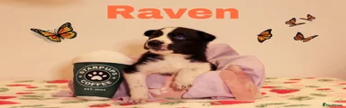 Raven