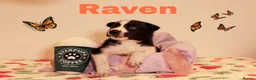 Siberian Husky dogs for sale: Pedigree husky puppies  in Clacton-on-Sea - Advert 2