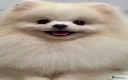 Pomchi dogs for sale: INCREDIBLE Thai/Korean pomchi READY 5th September  - Image 22