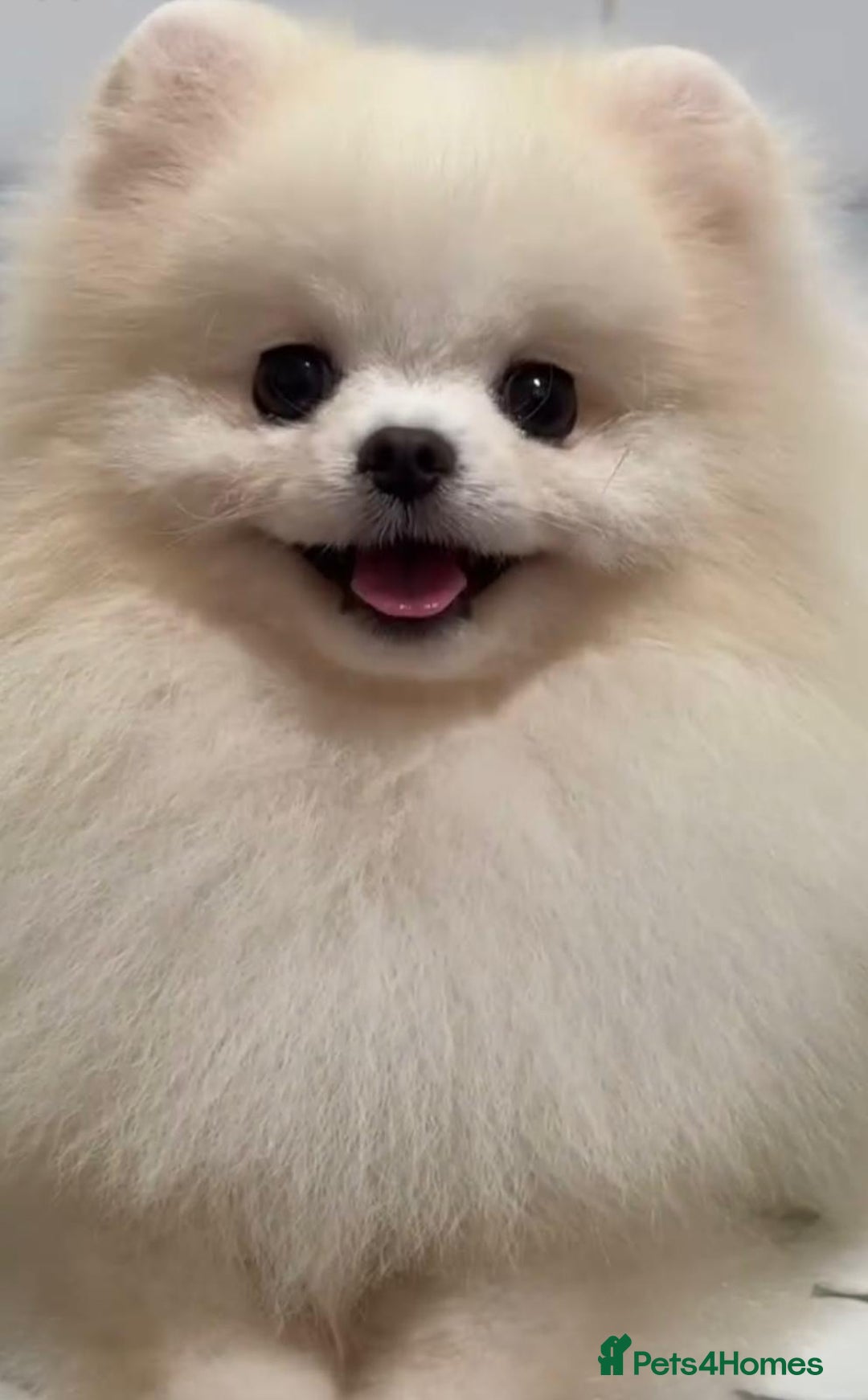 Pomchi dogs for sale: INCREDIBLE Thai/Korean pomchi READY 5th September  - Image 22