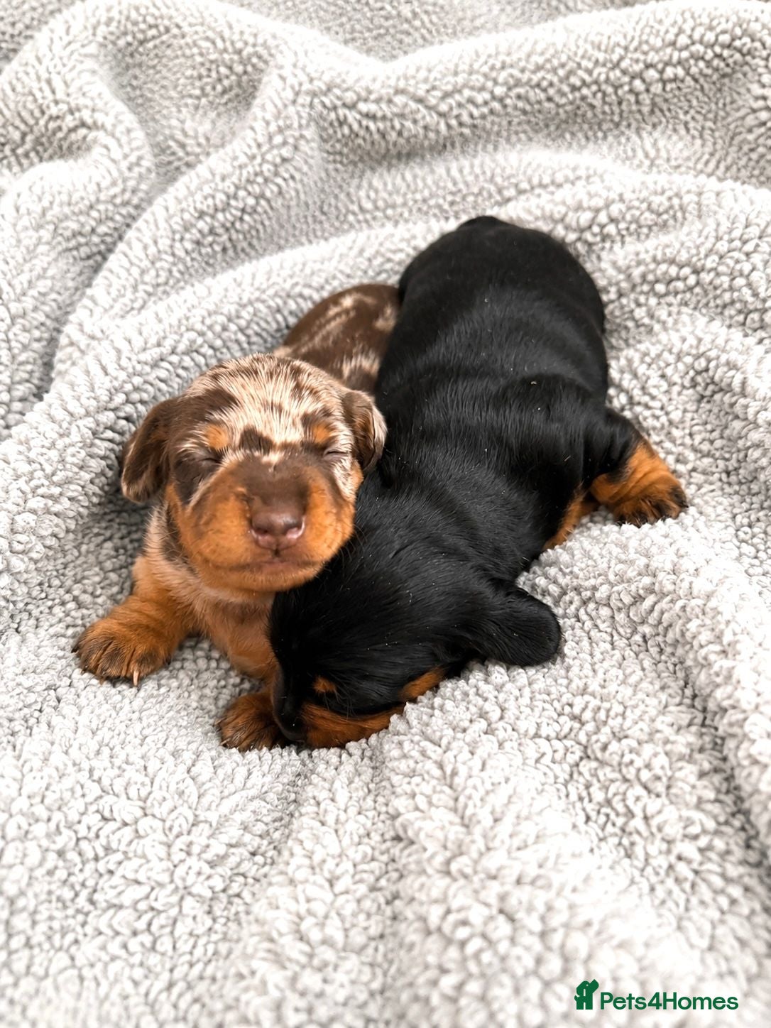 Miniature Dachshund dogs 5★ LICENSED BREEDER, KC registered, PRA clear  - Advert 1