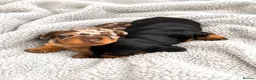 Miniature Dachshund dogs for sale: 5★ LICENSED BREEDER, KC registered, PRA clear  - Advert 1