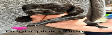 Sprocker 8