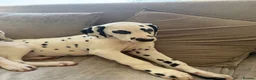 Dalmatian dogs for sale: KC Reg Dalmatian Male Puppy Ready Now - Advert 10