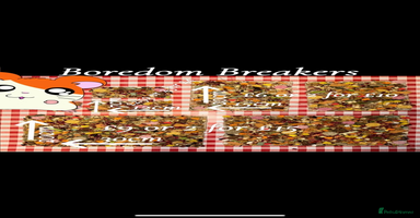 Hamster rodents Baby hamsters - Advert 3