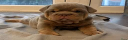 English Bulldog dogs for sale: Lilac Tri English Bulldog Puppies  - Advert 13