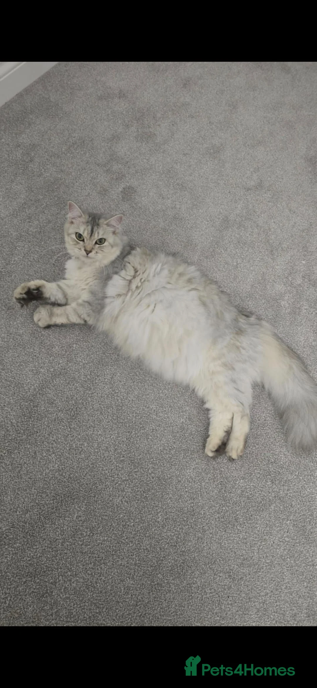Persian cats for sale: Persian kittens for sale - Advert 4