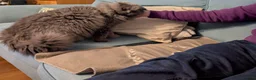 Scottish Fold cats for sale: Long Hair Scottish Fold Male Very affectionate  - Advert 3