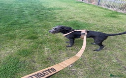 Labradoodle dogs for sale: Male Labradoodle - Advert 3