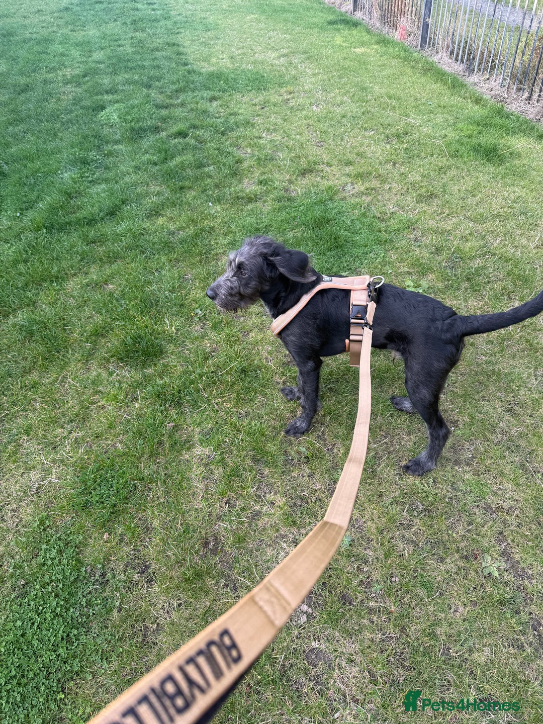 Labradoodle dogs for sale: Male Labradoodle - Advert 3