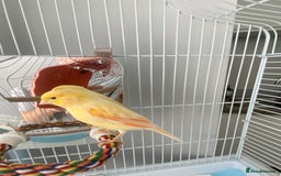 Canaries birds for sale: Male Canary   - Image 3