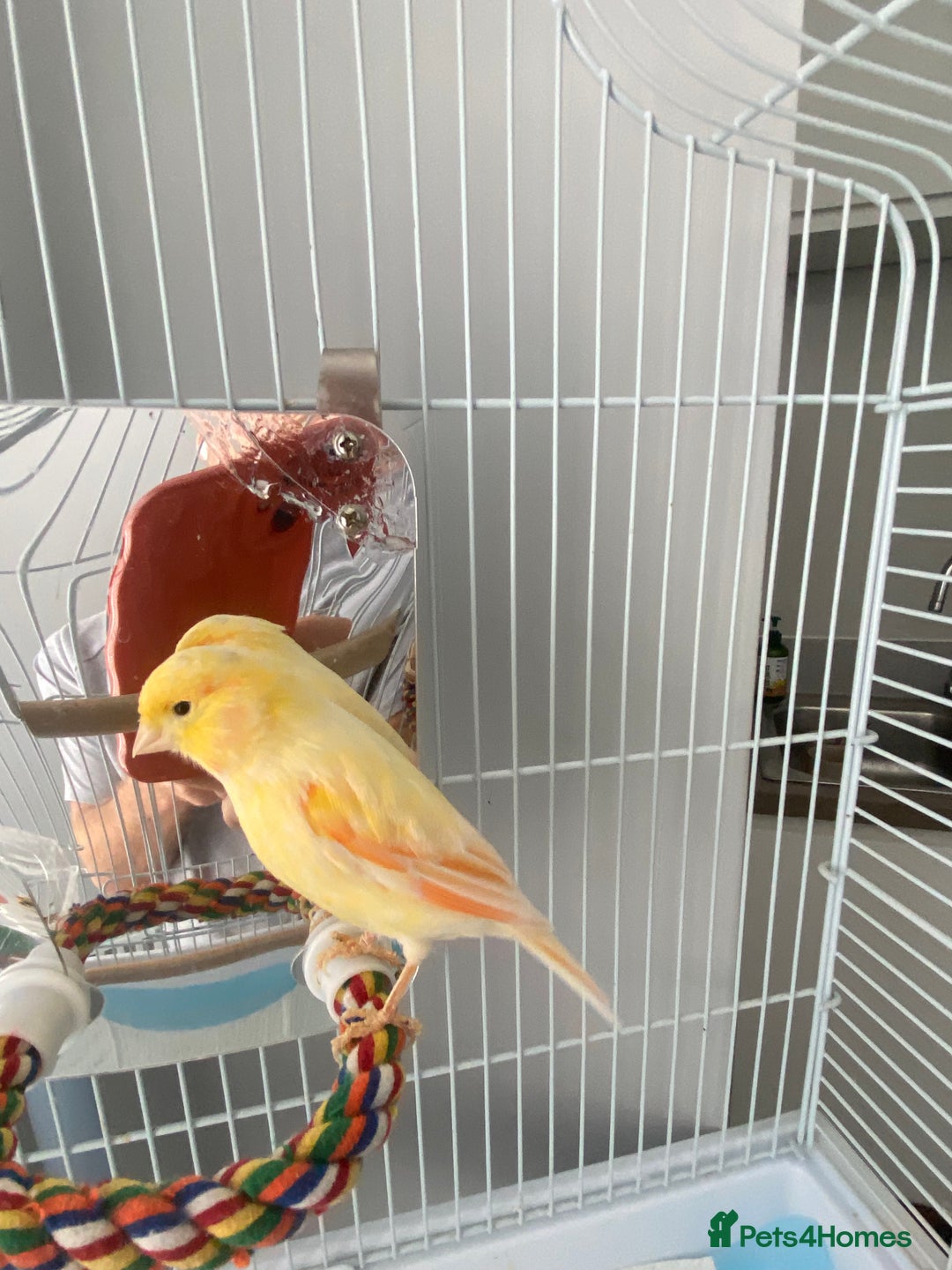 Canaries birds for sale: Male Canary   - Image 3