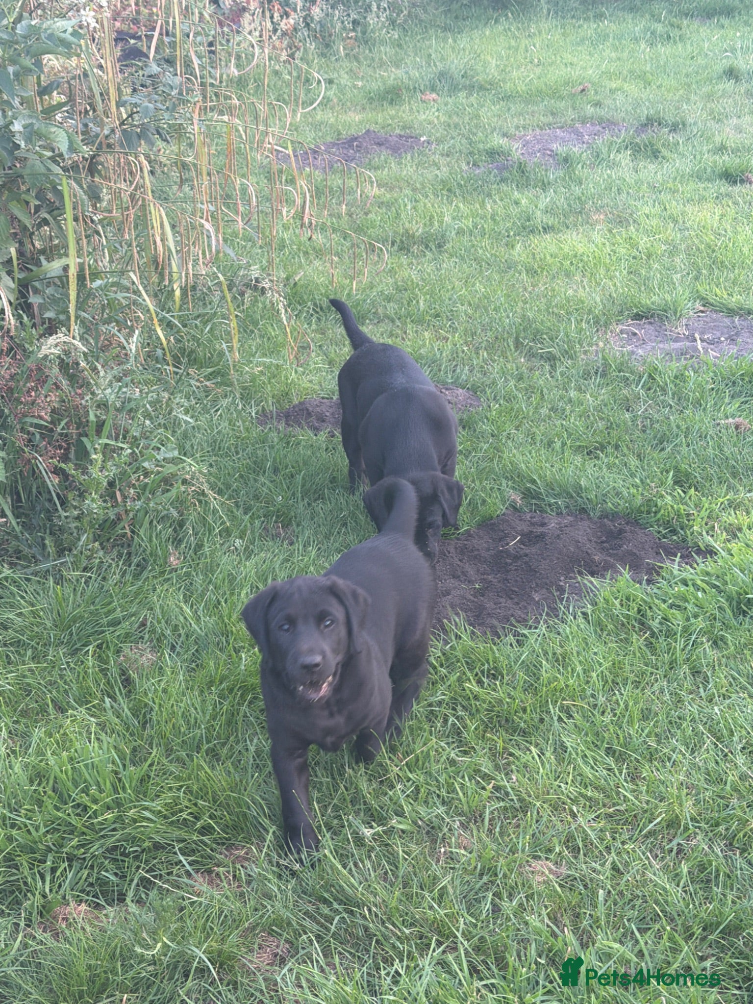 Labrador Retriever dogs Black, working line Labrador pups ready - Advert 2