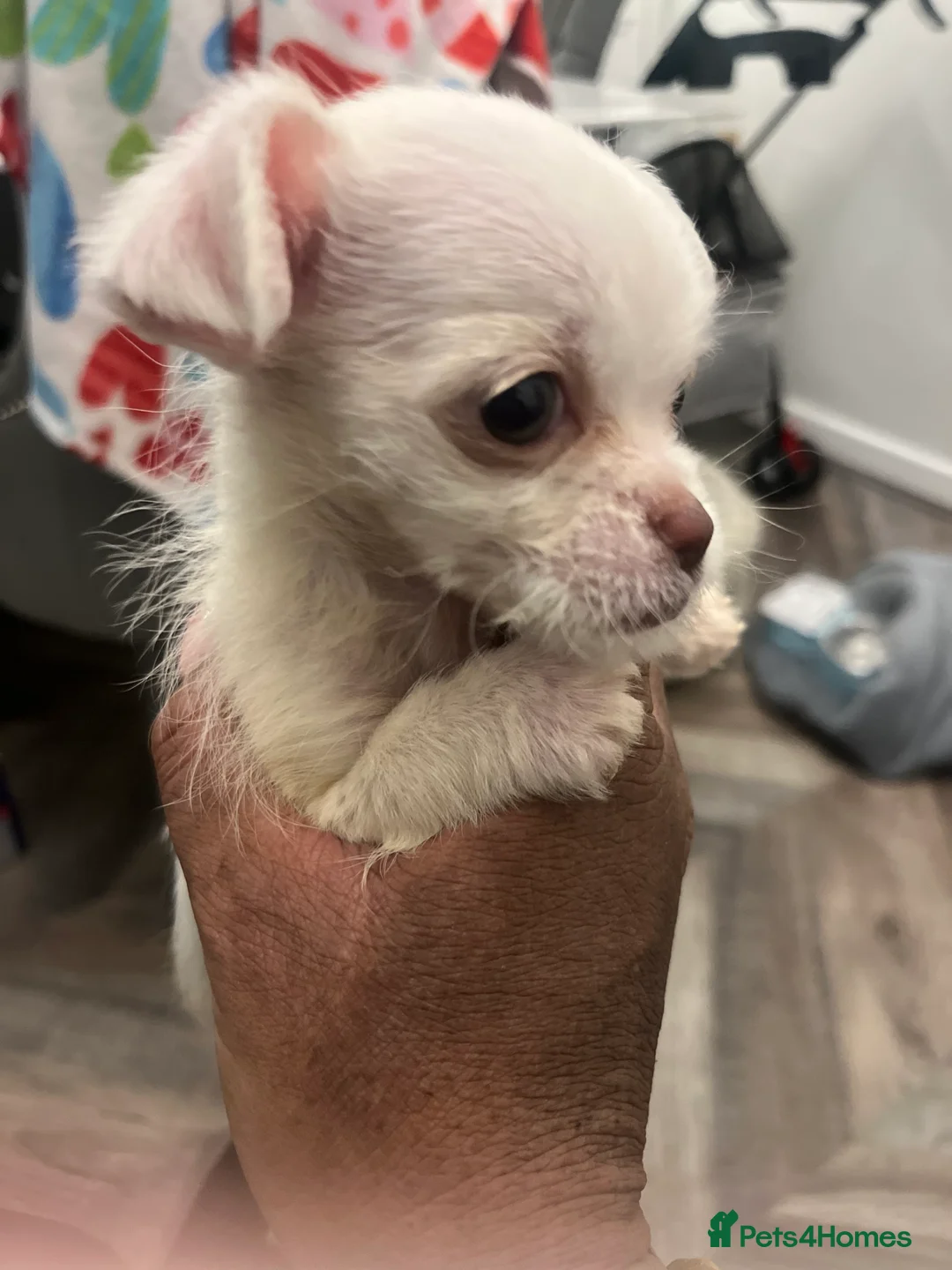Mixed Breed dogs for sale: Chihuahua mixed breed - Advert 7