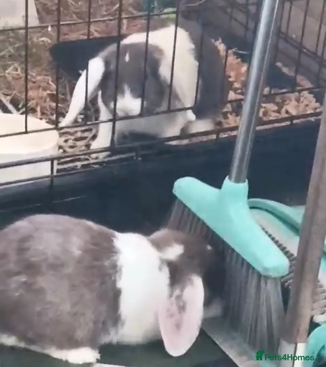 Mini Lop rabbits for sale: GORGEOUS SPLIT COLOUR MINI LOPS IN PLYMOUTH  - Advert 3