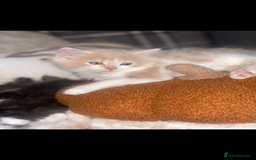 RagaMuffin cats for sale: Ragamuffin kittens for sale  - Image 4