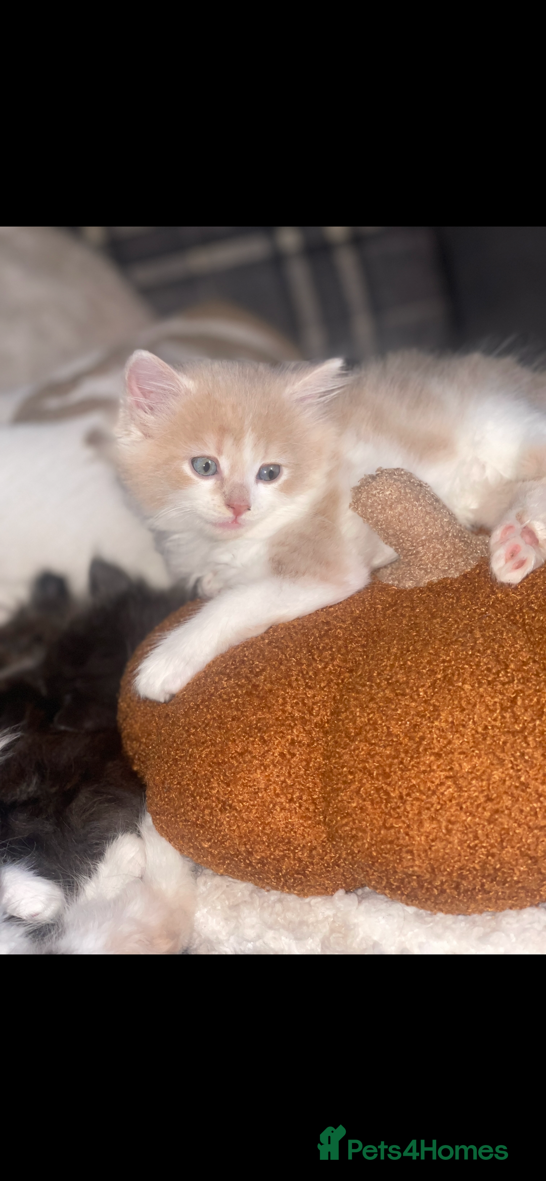 RagaMuffin cats for sale: Ragamuffin kittens for sale  - Image 4