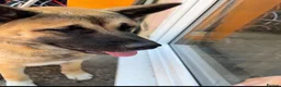 Akita dogs for sale: Beautiful brown coat Akita  - Advert 2