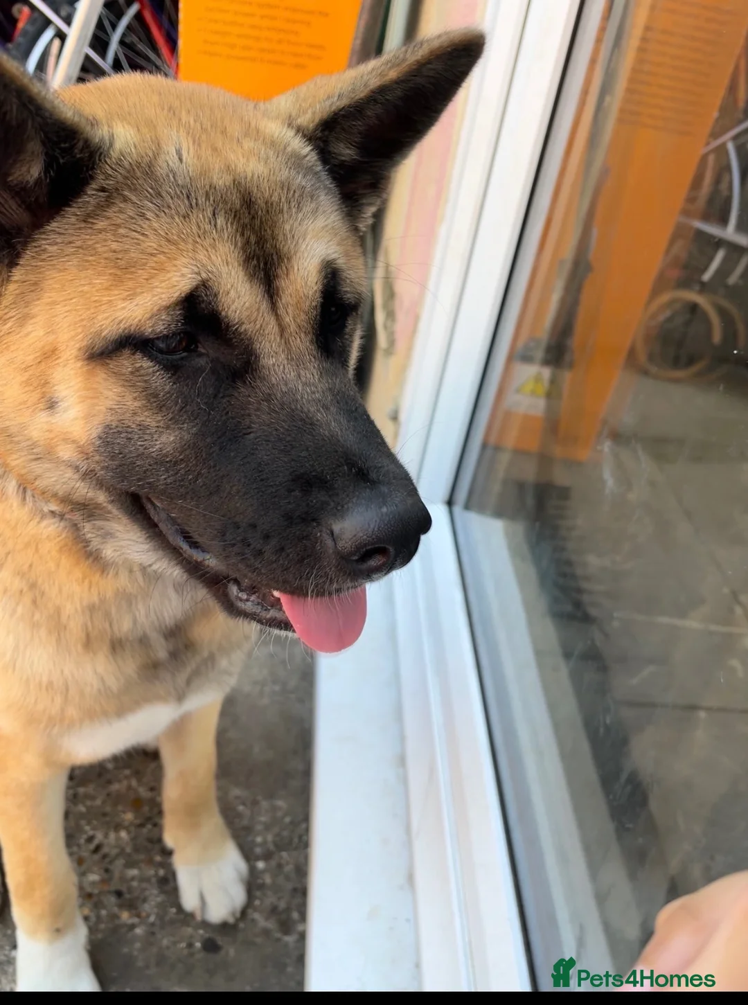 Akita dogs for sale: Beautiful brown coat Akita  - Advert 2