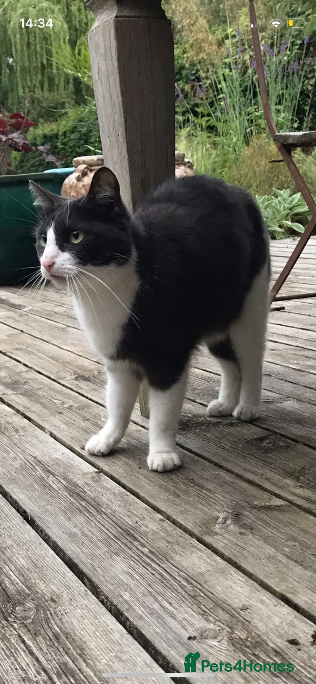 Mixed Breed cats for sale: FREE!! Beautiful cats  in Wallingford - Advert 2