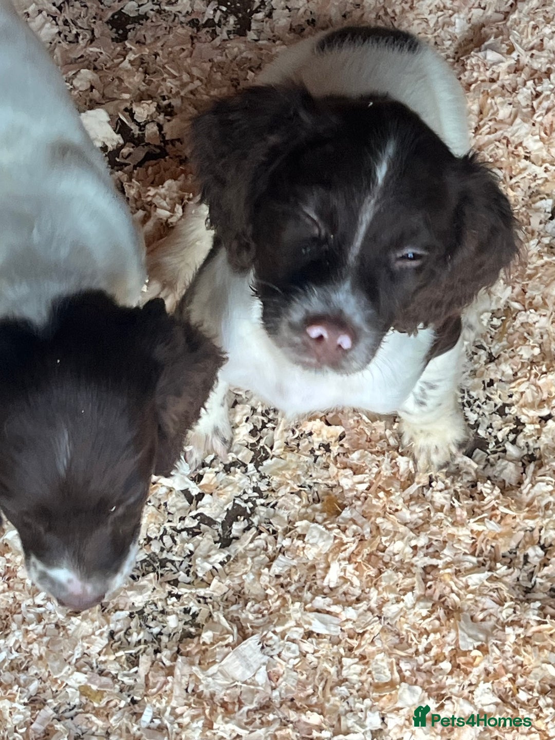 English Springer Spaniel dogs for sale: Working KC springer Spaniel Pups  - Advert 1