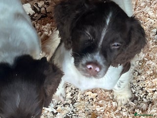 English Springer Spaniel dogs Working KC springer Spaniel Pups - Advert 3