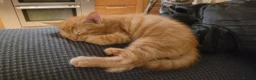 Mixed Breed cats for sale: Five Gorgeous Kittens Available! - Advert 27