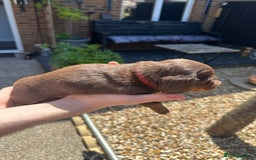 Miniature Dachshund dogs for sale: 2 Long Haired Miniature Dachshunds  - Image 2