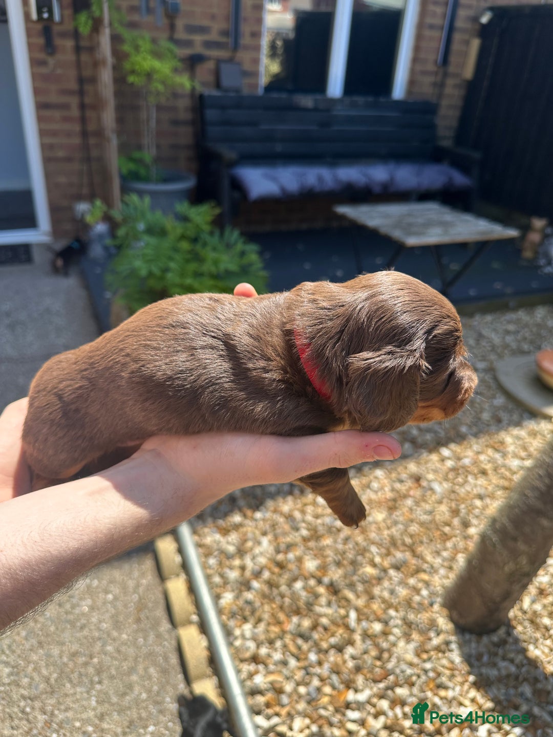 Miniature Dachshund dogs for sale: 2 Long Haired Miniature Dachshunds  - Image 2