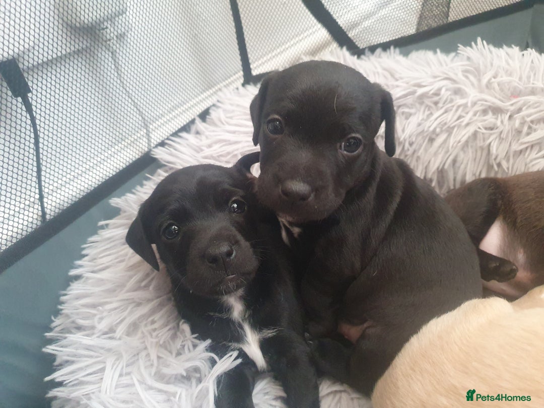 Patterjack dogs for sale: 2 black patterjack puppies left! - Image 1