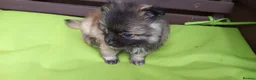 Pomeranian dogs for sale: 4 pomeranian boys, Ready for forever homes  - Advert 4