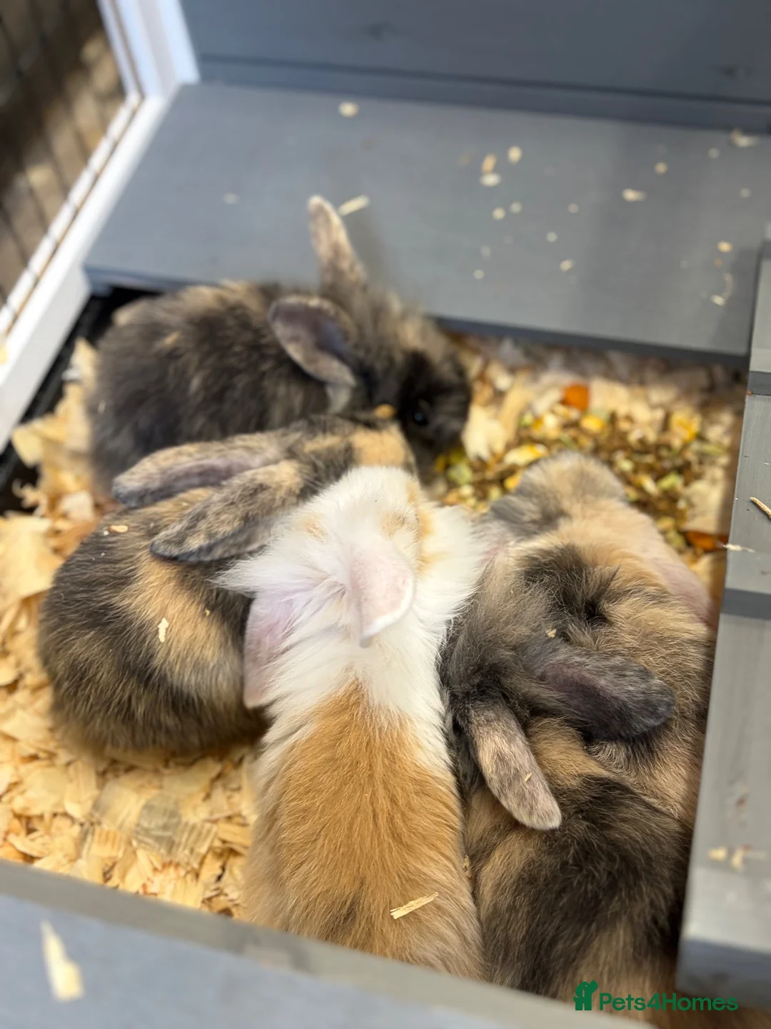 Mini Lop rabbits for sale: Mini lops  in Gravesend - Advert 2