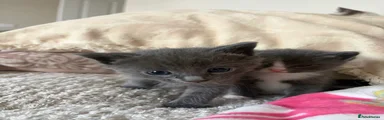 Ragdoll 1