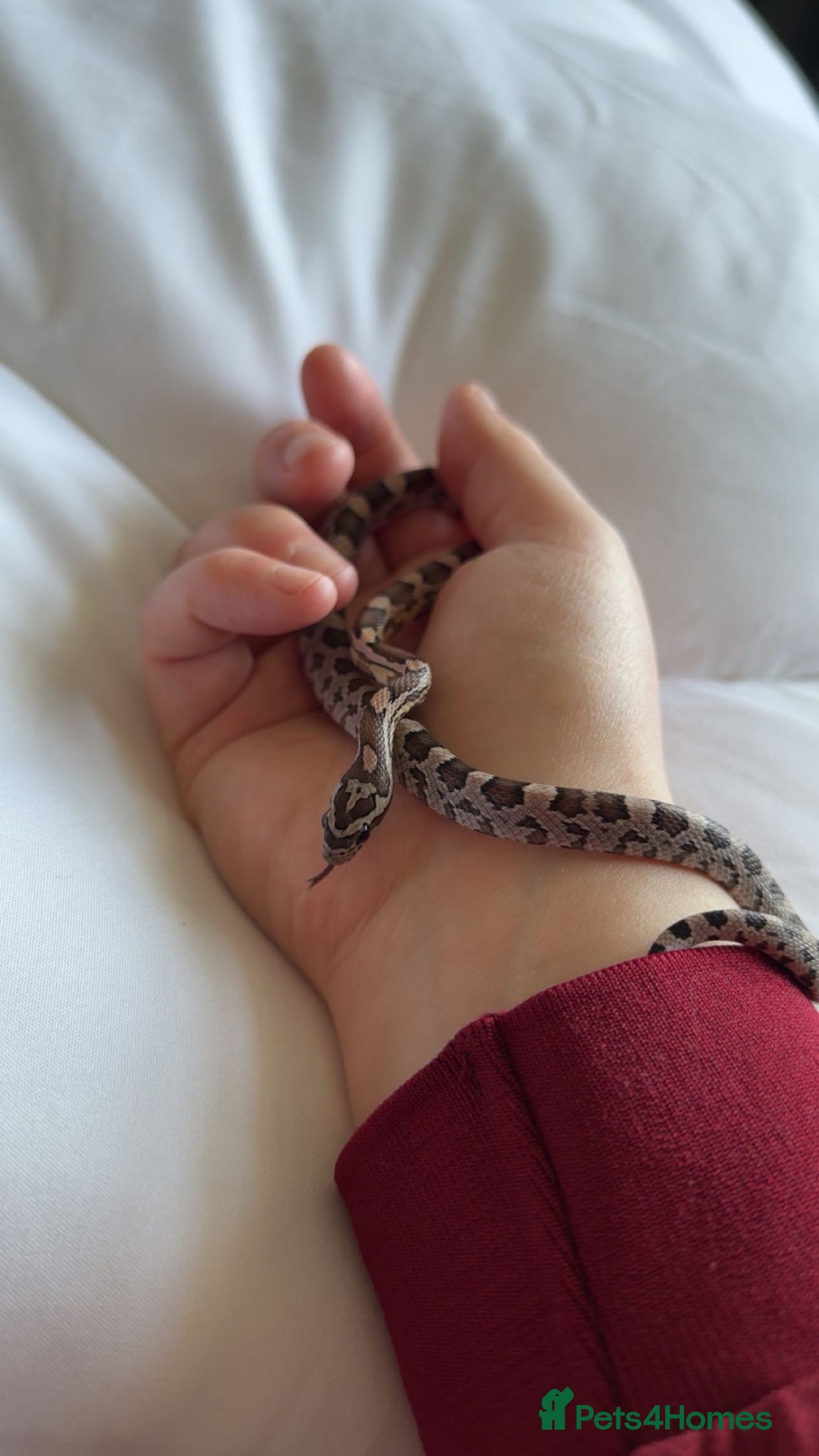 Corn Snake reptiles multiple baby corn snakes  - Advert 6