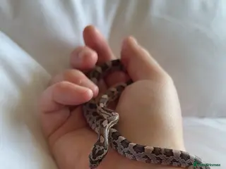 Corn Snake reptiles multiple baby corn snakes - Advert 6