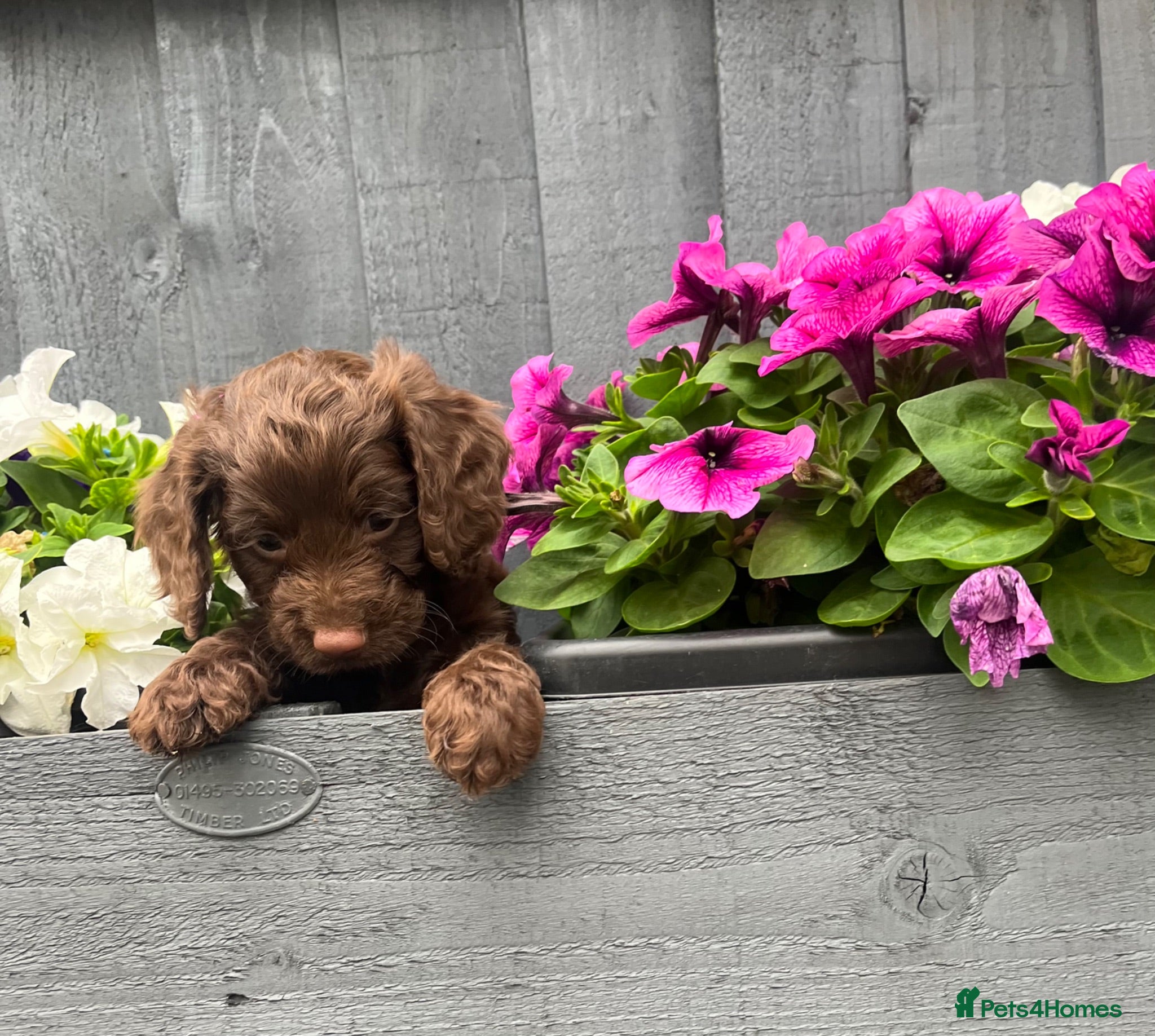 Cockapoo dogs Beautiful chocolate F1 cockapoo puppies  - Advert 2
