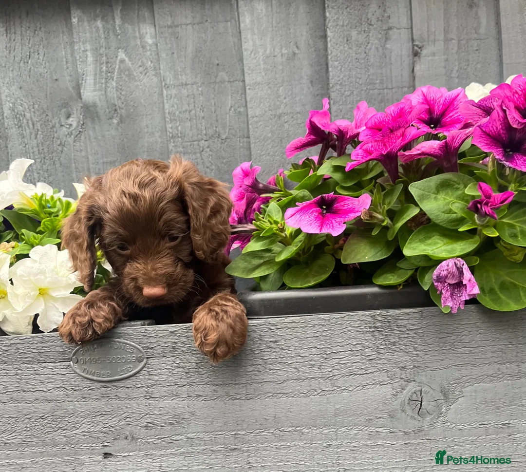 Cockapoo dogs for sale: Beautiful chocolate F1 cockapoo puppies  - Advert 2