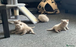 British Shorthair cats for sale: Stunning lilac BSH  - Image 3