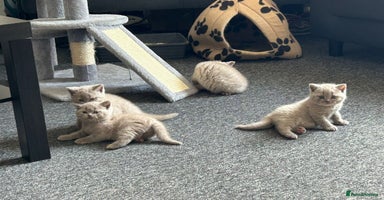 British Shorthair cats - Advert 14