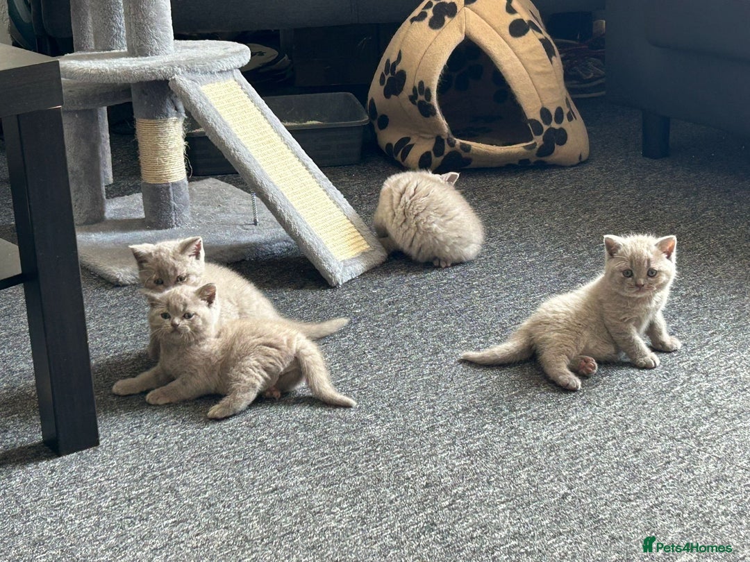 British Shorthair cats for sale: Stunning lilac BSH  - Image 3