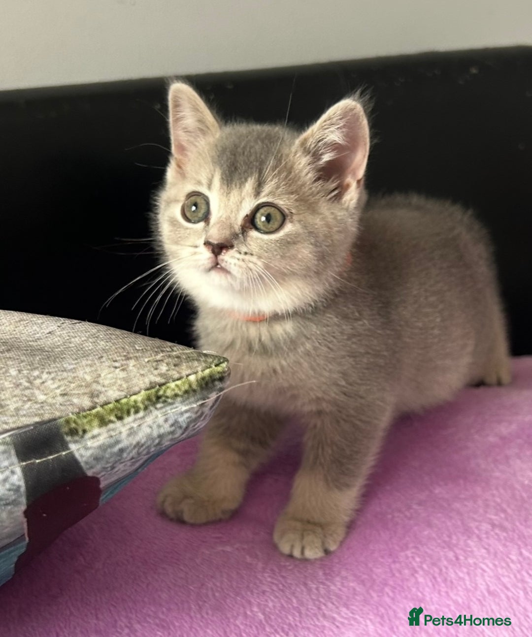 British Shorthair cats for sale: Gorgeous British Shorthair Kittens  - Image 8