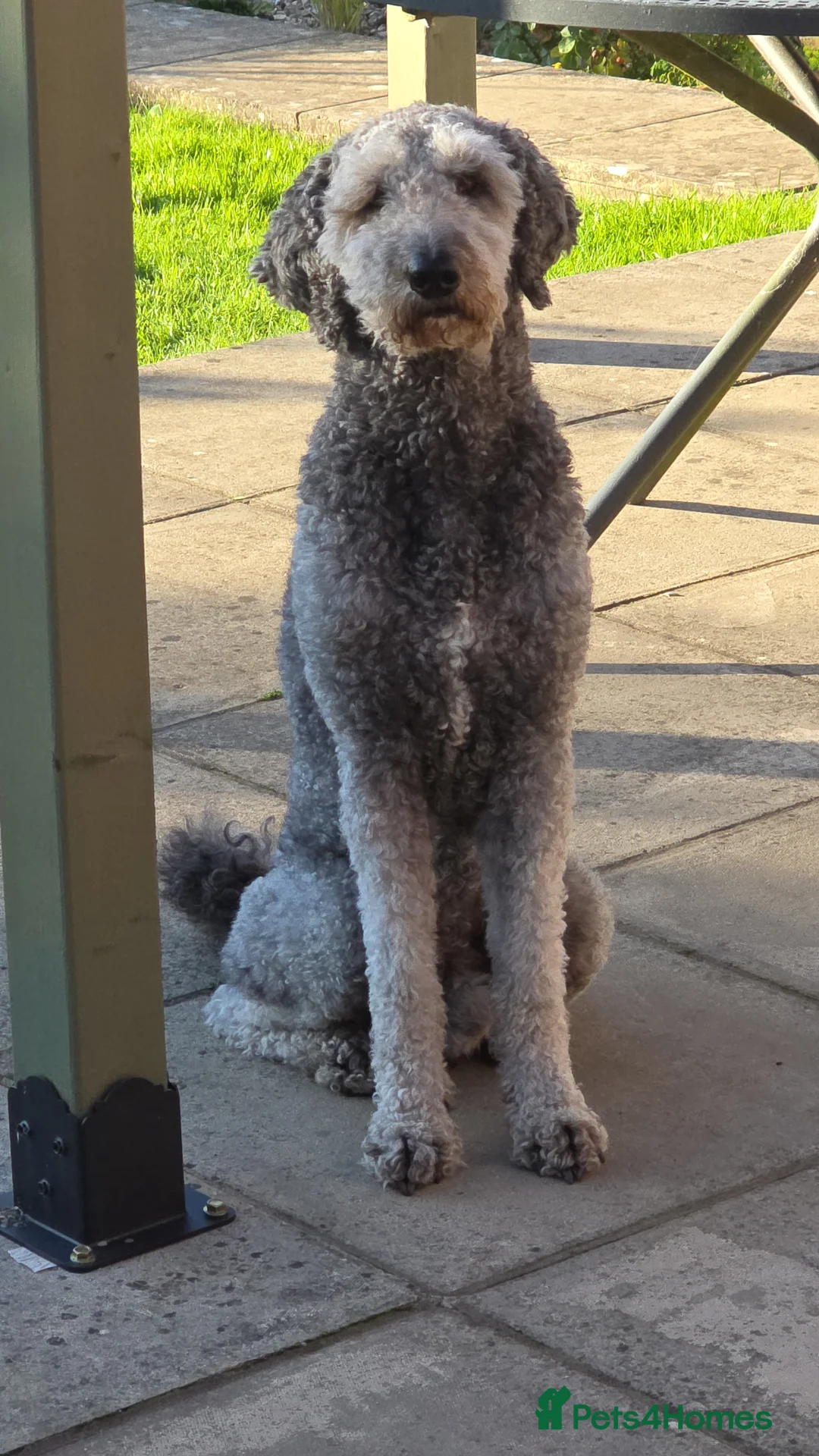 Sheepadoodle dogs for sale: Finn, 4 year old Male Sheepadoodle - Advert 7