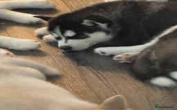 Siberian Husky dogs for sale: Adorable Husky Puppies  - Image 8