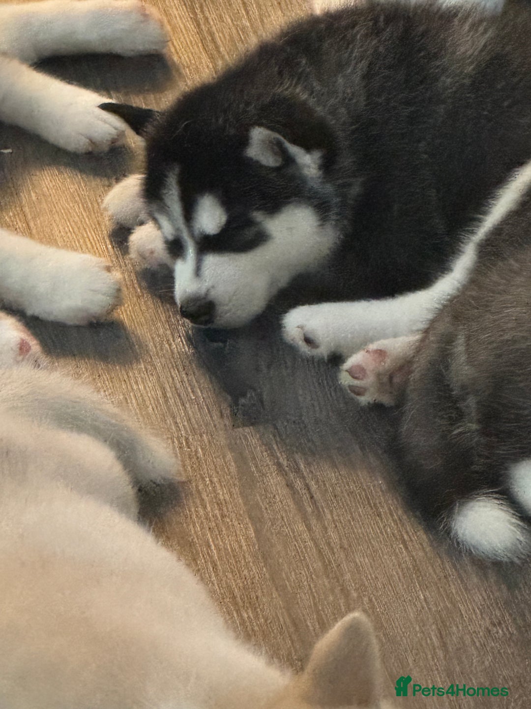 Siberian Husky dogs for sale: Adorable Husky Puppies  - Image 8