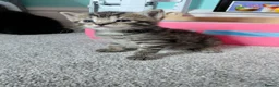 Maine Coon cats for sale: Half Main coon kittens  - Advert 21