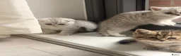 British Shorthair cats for sale: Scottish fold / British short hair mix in London - Advert 9