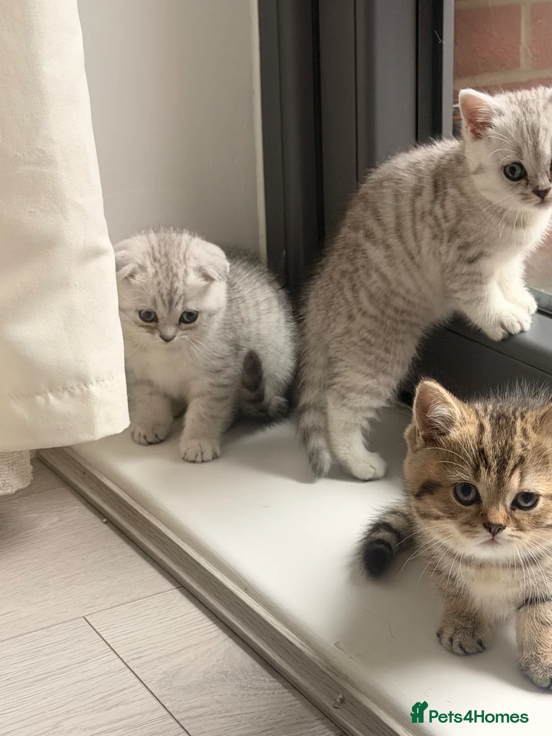 British Shorthair cats for sale: Scottish fold / British short hair mix in London - Advert 9