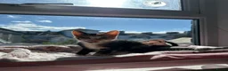 Mixed Breed cats for sale: 10 week old kitten ready for forever home!  in London - Advert 5