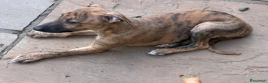 Whippet 4