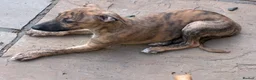 Whippet dogs for sale: Male whippet pups available  - Advert 3